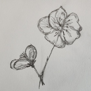 Fundraising Page: Lisa Cogliandro